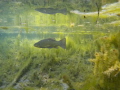   50cm deep water... this. water this  